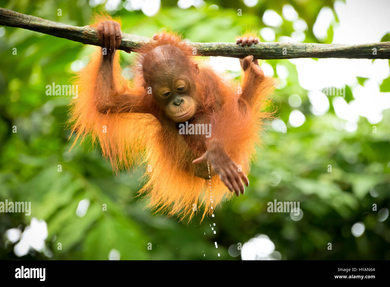 Singapur: Ein Orang-Utan-BABY ist ein klein wie er von den Baumkronen baumelt. Andere Bilder zeigen, dass andere Mitglieder der fröhliche Band der Affen in den Bäumen zu spielen, als ein paar von Orang-Utans Ausgelassenheit zusammen man vorgibt, Ballett tun, während andere einen mitten in der Luft ist wee. Am Ende des Tages kann erschöpft Mama nur versuchen, um etwas Ruhe zu bekommen, wie die Jugendlichen weiter, um über den Kopf zu schwingen. Die herzerwärmende Bilder wurden von Singapur Fotografen c.s. Ling (30) auf der Insel zoologischen Gärten. Stockfoto