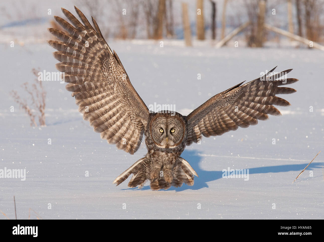 FEST IHRE Augen auf den Moment ist eine unglückliche Maus spektakulär durch einen geschwungenen großen grau-Eule herausgenommen. Bilder zeigen wie majestätische Vogel mit einem fünf-Fuß breite Spannweite fliegt niedrig über dem Boden vor Schmierblutungen seine Beute mit seinen starren Augen, vor dem Schlafengehen die töten. Eine andere Reihenfolge der Aufnahmen zeigt, wie die beeindruckende Flügel schwärmen aus in alle Richtungen wie er landet. Fotograf Marc Latremouille (47) fotografierte während er einen Fotografie-Workshop in Ontario, Kanada leitete. Stockfoto