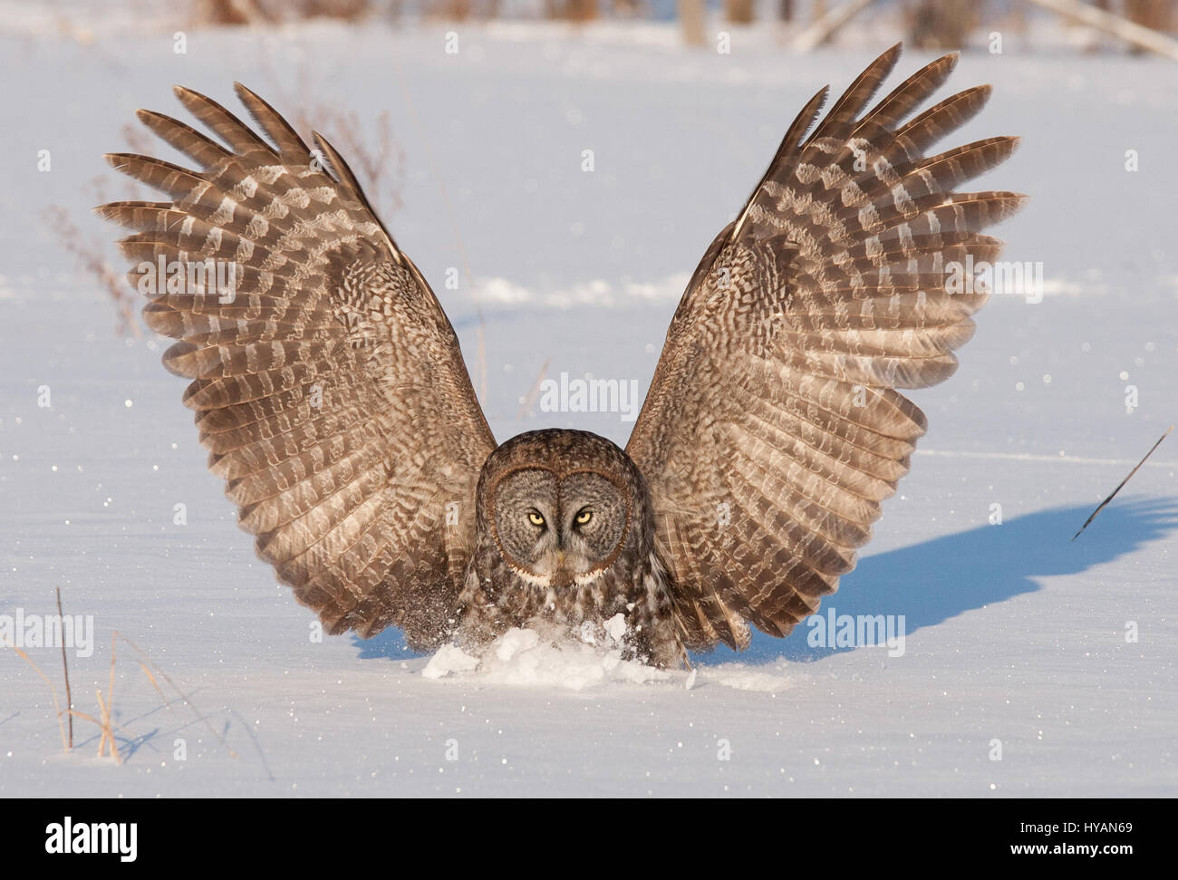 FEST IHRE Augen auf den Moment ist eine unglückliche Maus spektakulär durch einen geschwungenen großen grau-Eule herausgenommen. Bilder zeigen wie majestätische Vogel mit einem fünf-Fuß breite Spannweite fliegt niedrig über dem Boden vor Schmierblutungen seine Beute mit seinen starren Augen, vor dem Schlafengehen die töten. Eine andere Reihenfolge der Aufnahmen zeigt, wie die beeindruckende Flügel schwärmen aus in alle Richtungen wie er landet. Fotograf Marc Latremouille (47) fotografierte während er einen Fotografie-Workshop in Ontario, Kanada leitete. Stockfoto