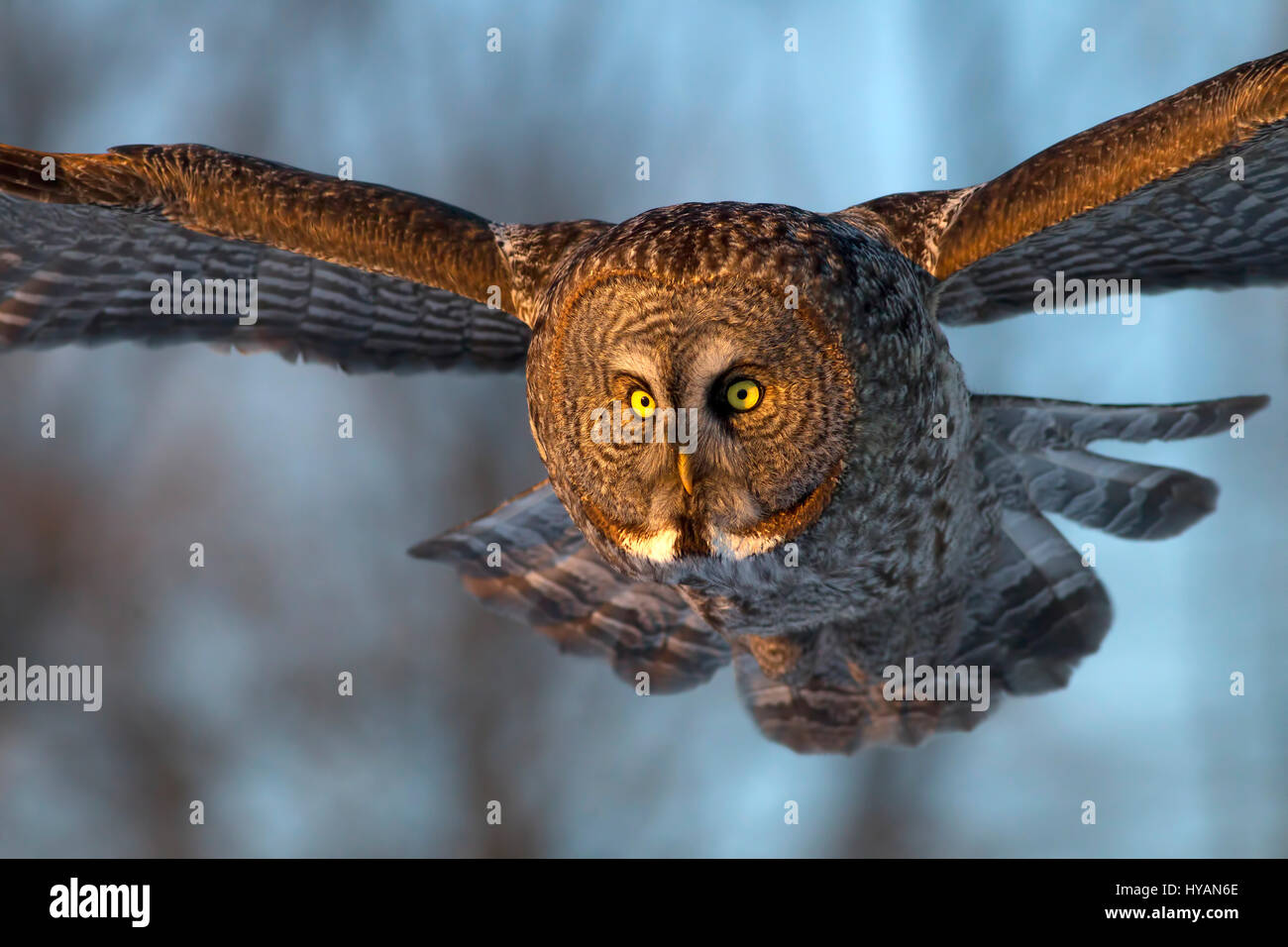 FEST IHRE Augen auf den Moment ist eine unglückliche Maus spektakulär durch einen geschwungenen großen grau-Eule herausgenommen. Bilder zeigen wie majestätische Vogel mit einem fünf-Fuß breite Spannweite fliegt niedrig über dem Boden vor Schmierblutungen seine Beute mit seinen starren Augen, vor dem Schlafengehen die töten. Eine andere Reihenfolge der Aufnahmen zeigt, wie die beeindruckende Flügel schwärmen aus in alle Richtungen wie er landet. Fotograf Marc Latremouille (47) fotografierte während er einen Fotografie-Workshop in Ontario, Kanada leitete. Stockfoto