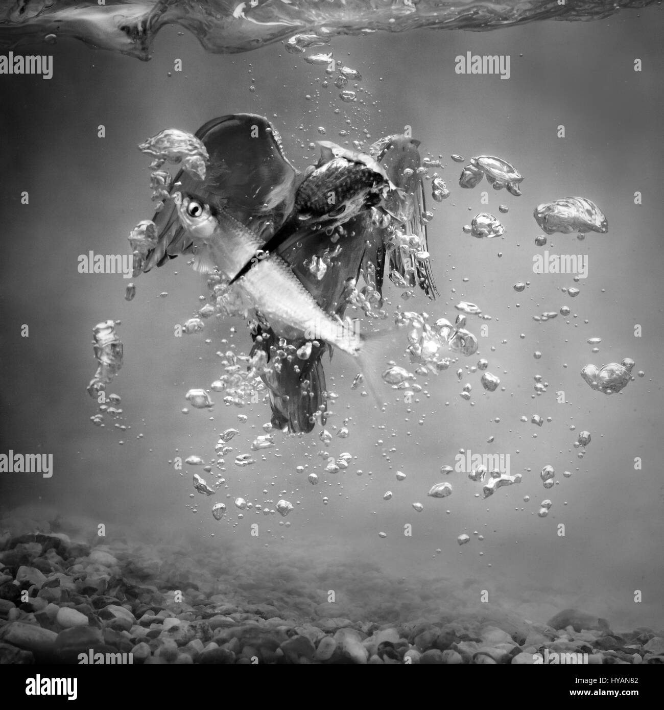 PALOVEC, Kroatien: Eine ZWEIJÄHRIGE Quest um das perfekte Eisvogel Bild aufzuzeichnen wurde schließlich von einem besessen Verkehr Techniker abgeschlossen. Bilder zeigen unglaubliche Aufnahmen von der super-schnellen Eisvogel Tauchen bei bis zu 25 Meilen pro Stunde in das kristallklare Wasser und seine Mahlzeit mit Fisch zu fangen. Konzentrierte sich völlig auf seine Beute, der Eisvogel stählernen Fokus und Beleuchtung, die schnelle Bewegung sensationell in dieser Serie von Bildern eingefangen hat. Teilzeit war Fotograf und Verkehr Techniker Petar Sabol (33) also den schönen kleinen Vogel fasziniert, die er in der Nähe von seinem Haus in Palovec, Cro entdeckt Stockfoto
