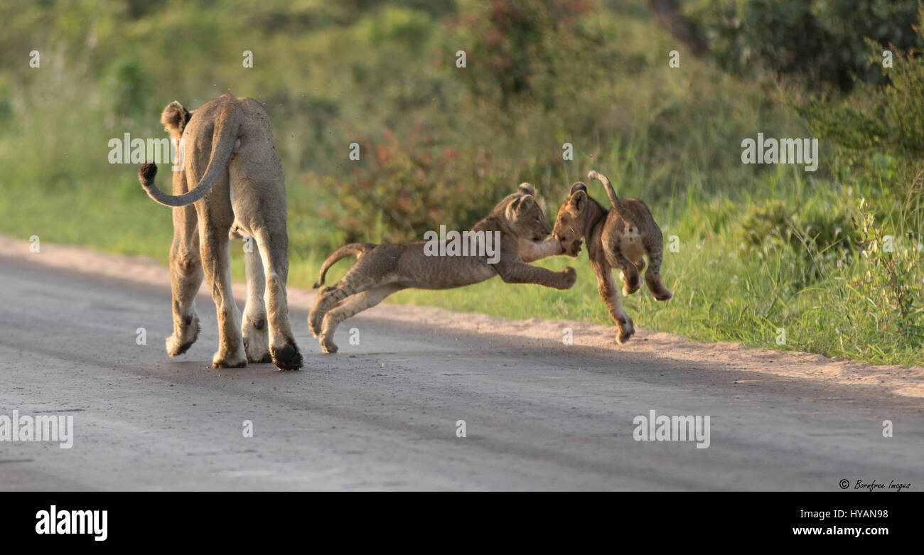 Krüger-Nationalpark, Südafrika: A CUTE Schuss ein Löwenjunges fangen eine Fahrt mit seiner Mutter zurück erobert im afrikanischen Busch. Die Löwin kann man geduldig begleitet sie "Mini-mich" Jugendliche spielen gegeneinander, während eine mutige junge schafft es sogar, Klettern bis auf ihr und fangen eine Huckepack. South African Amateur-Fotografen Anita Baert (60) war in der Lage, den entzückenden Moment heraus fangen im Kruger National Park. Stockfoto
