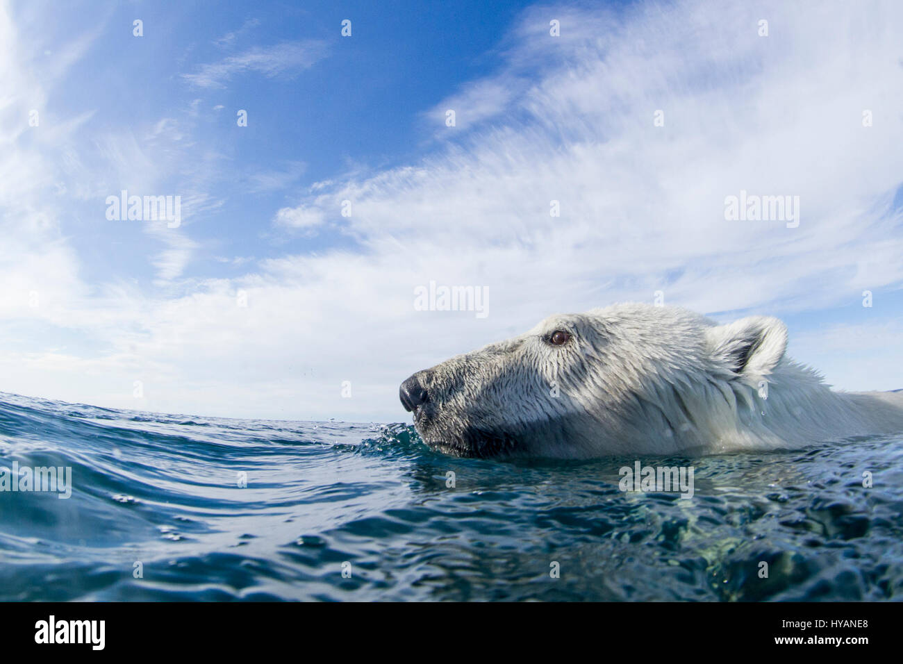 HUSDON BAY, Kanada: Ein Eisbären schwimmen. Eisbären werden Meeresbewohner, wie diese außergewöhnliche Bilder belegen. Mangel an Eis begehbar bedeutet nicht, diese clevere Kreaturen können nicht von A nach B zu kommen, sie sind immer zu lange Strecken auf der Suche nach Essen in einem der härtesten Gegenden der Welt schwimmen lernen. Die Bilder vom Hudson Bay, Kanada zeigen hungrigen Eisbären Leben so viel unter Wasser wie an Land, so nah an der Kamera wir einen Überblick darüber welche viele Robben bekommen schwimmen müssen zum letzten Mal – die mächtigen Kiefer von diesen gefürchteten Raubtiere sehen. Weitere Schnappschüsse sho Stockfoto