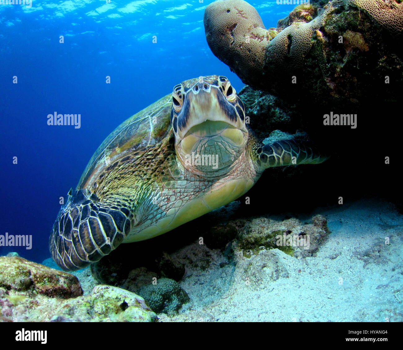 Malediven Unechte Karettschildkröte. WORLD Ocean Day 2015 wird durch diese bunte Sammlung von Unterwasser Lebewesen aus rund um den Globus gefeiert. Von neugierigen Karettschildkröten auf den Malediven zum größten Fisch der Welt, der mächtige 30-Tonne-Walhai diese Bilder sind eine Hommage an unseren Planeten vielfältig – aber zerbrechlich – Ozeane. Gefeiert wird von Naturliebhaber auf unserem Planeten World Ocean Day findet am 8. Juni sieht in diesem Jahr Hunderte von Veranstaltungen, Vorträgen und Ausstellungen weltweit, darunter 12 Veranstaltungen im Vereinigten Königreich allein. Marine Fotograf Super Jolly (37) erklärt, warum sie d Stockfoto