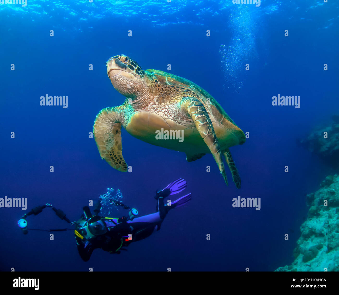 Malediven: Unechte Turlte schwimmen. WORLD Ocean Day 2015 wird durch diese bunte Sammlung von Unterwasser Lebewesen aus rund um den Globus gefeiert. Von neugierigen Karettschildkröten auf den Malediven zum größten Fisch der Welt, der mächtige 30-Tonne-Walhai diese Bilder sind eine Hommage an unseren Planeten vielfältig – aber zerbrechlich – Ozeane. Gefeiert wird von Naturliebhaber auf unserem Planeten World Ocean Day findet am 8. Juni sieht in diesem Jahr Hunderte von Veranstaltungen, Vorträgen und Ausstellungen weltweit, darunter 12 Veranstaltungen im Vereinigten Königreich allein. Marine Fotograf Super Jolly (37) erklärt Stockfoto