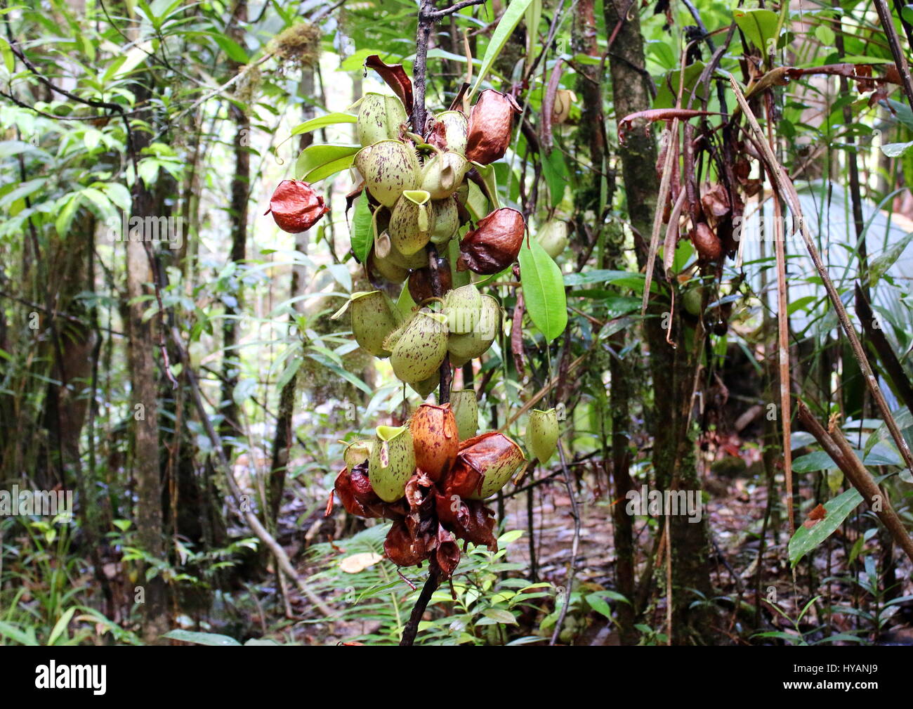 Nepenthes wachsen in Hülle und Fülle auf einem Ast in einem tropischen Dschungel. Stockfoto