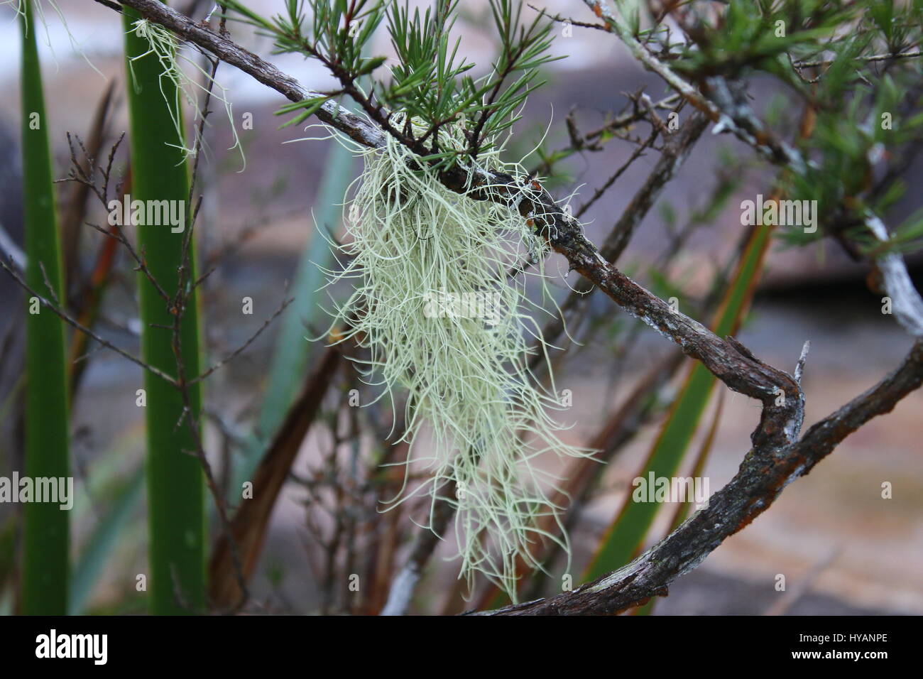 Alten Mannes Bart oder Usnea, im wind Stockfoto