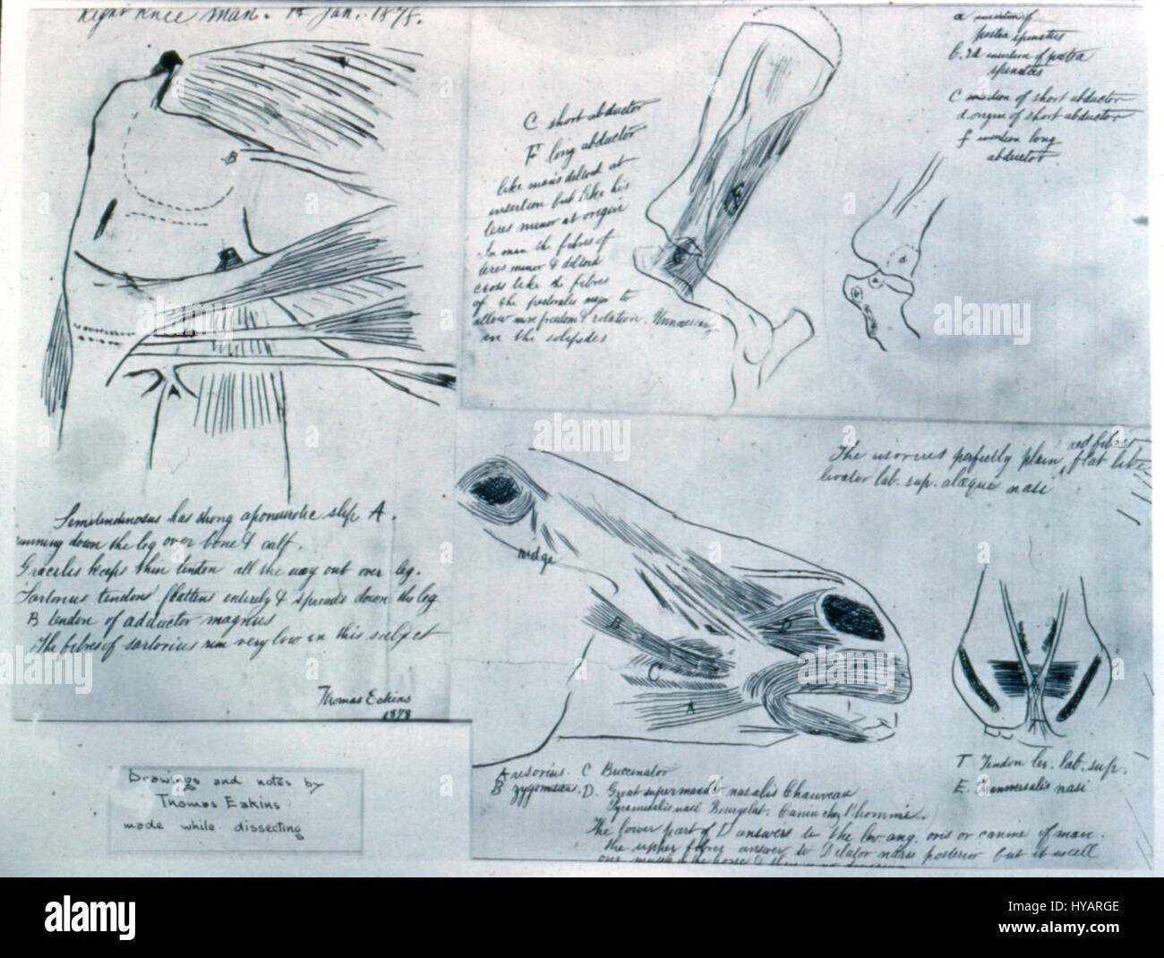 „Anatomical Studies G130“ ist eine detaillierte Untersuchung der menschlichen Anatomie mit Schwerpunkt auf Muskel- und Skelettstrukturen. Diese Arbeit gibt Einblicke in die Komplexität des menschlichen Körpers, der oft in medizinischen oder künstlerischen Zusammenhängen für Bildungszwecke verwendet wird. Stockfoto