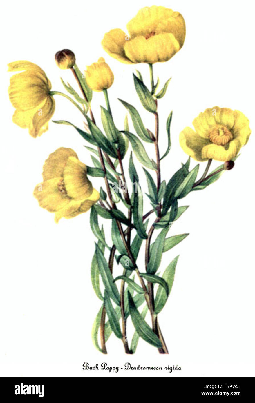 Dendromecon rigida, auch bekannt als „Bush Poppy“, ist eine Pflanzenart, die in einer detaillierten botanischen Illustration von Mary Vaux Walcott dargestellt wird. Bekannt für seine leuchtend gelben Blüten, ist er in Kalifornien beheimatet. Stockfoto