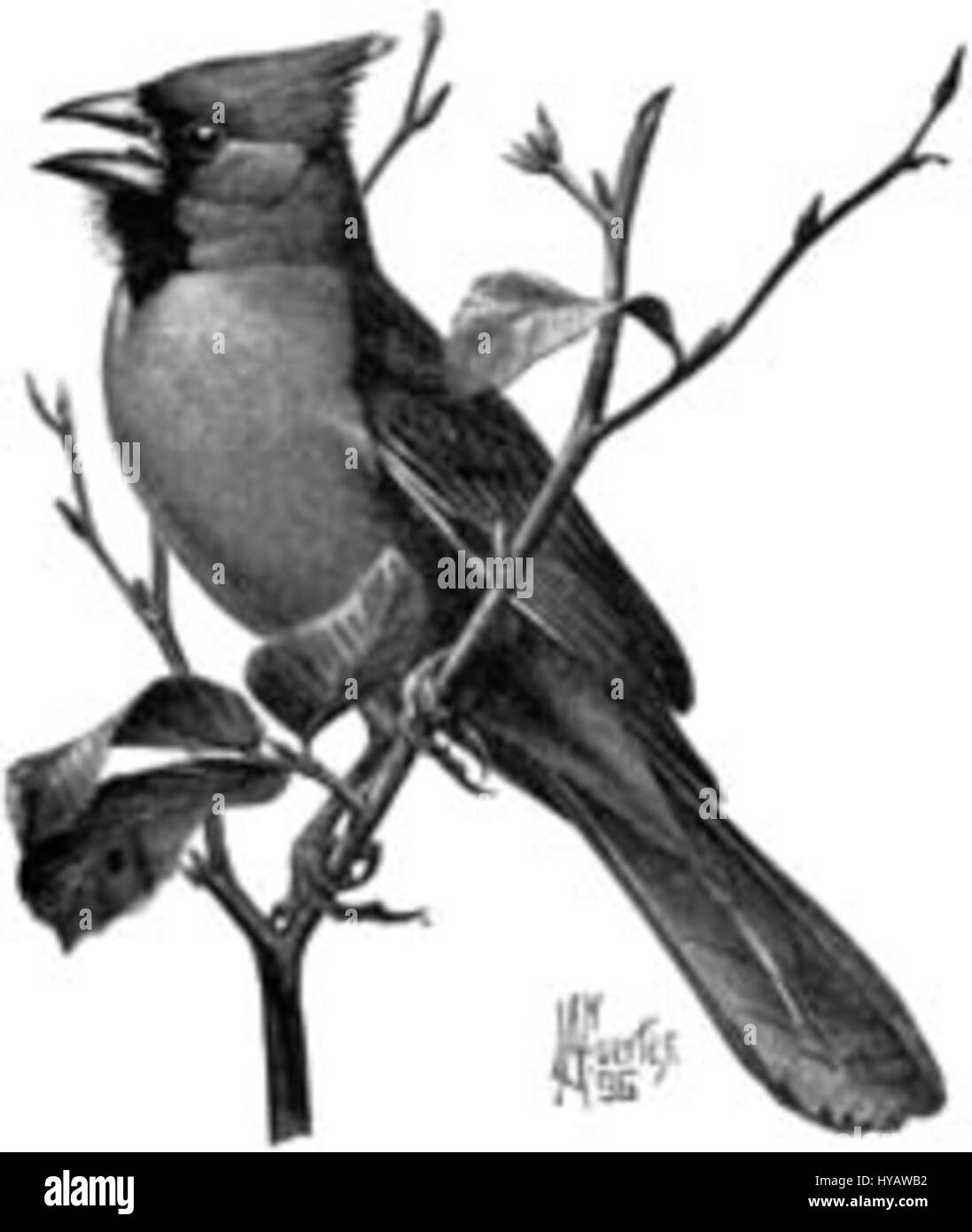 Cardinalis cardinalis bezeichnet den nördlichen Kardinal, eine Spezies des songvogels in Nord- und Mittelamerika. Diese kleine Illustration zeigt den lebendigen roten Vogel, bekannt für sein unverwechselbares Gefieder und beliebt als Motiv sowohl in der Tierwelt als auch bei der Vogelbeobachtung. Stockfoto