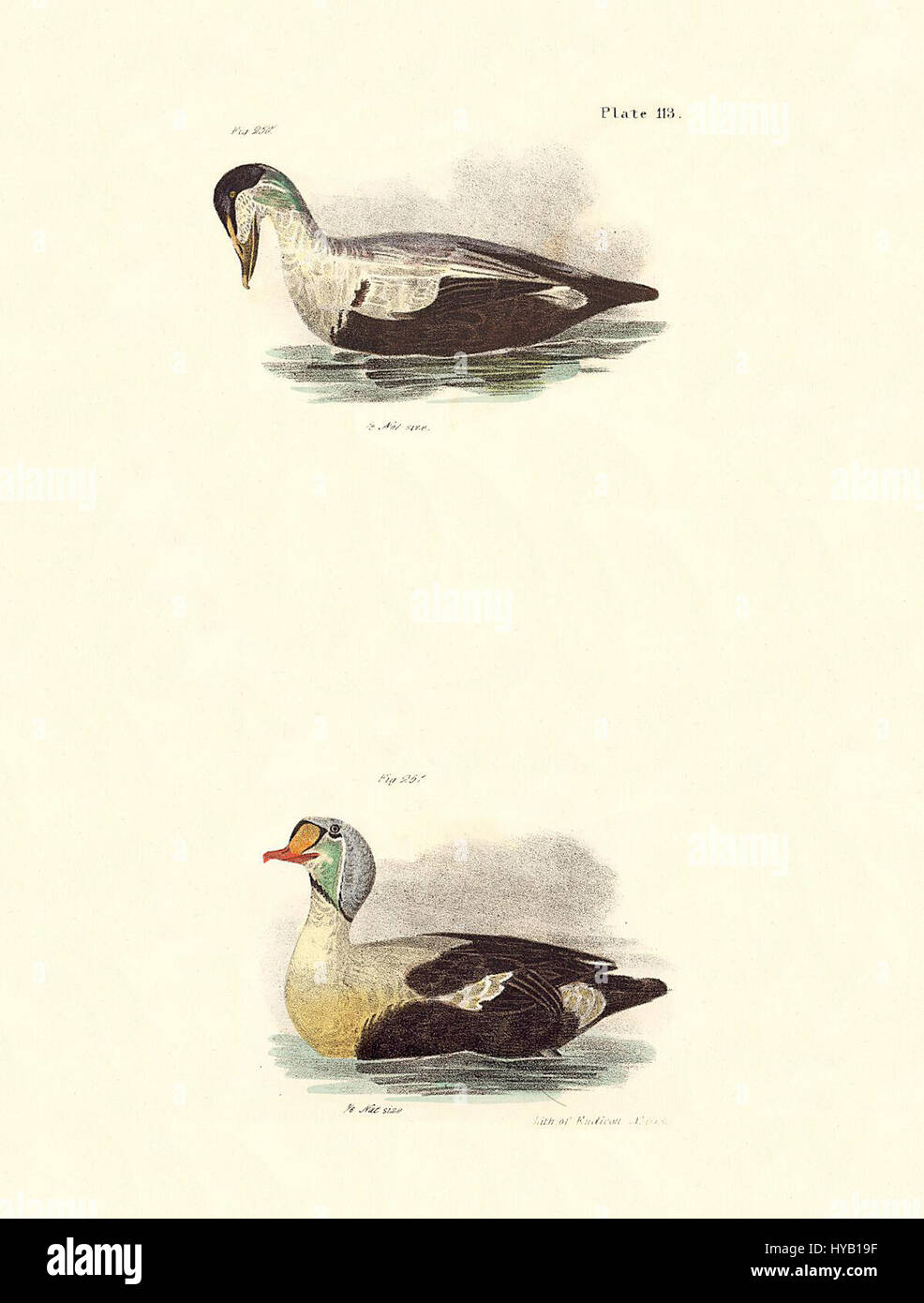 Die Platte 113 von de Kay and Hill (1844) zeigt wahrscheinlich eine detaillierte Darstellung einer Vogelart oder anderer natürlicher Objekte, die für die wissenschaftlichen und naturhistorischen Werke dieser Zeit repräsentativ sind. Dieses Stück ist Teil eines wichtigen Werkes zur amerikanischen Naturgeschichte. Stockfoto