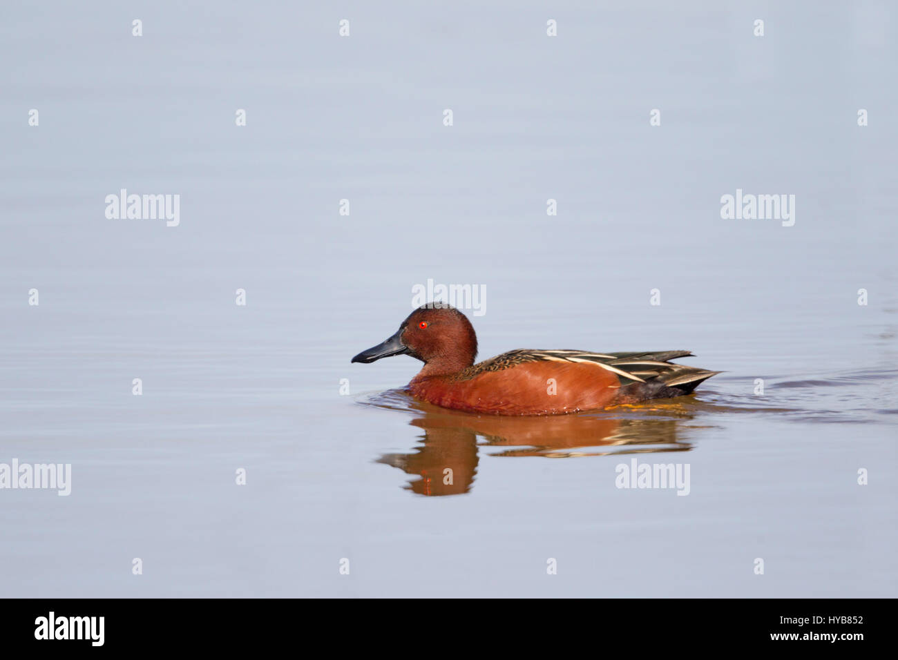 Zimt Petrol / Drake Stockfoto