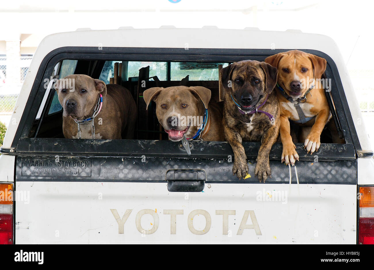 Vier Big Dogs schauen aus dem hinteren Teil des Pickup-Trucks Stockfoto