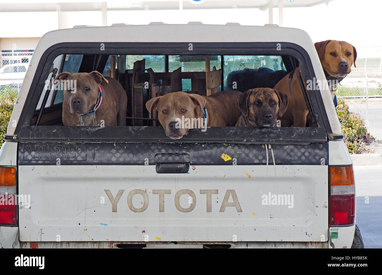 Vier große Hunde suchen aus dem hinteren Teil eines Toyota-Pickup-Trucks Stockfoto