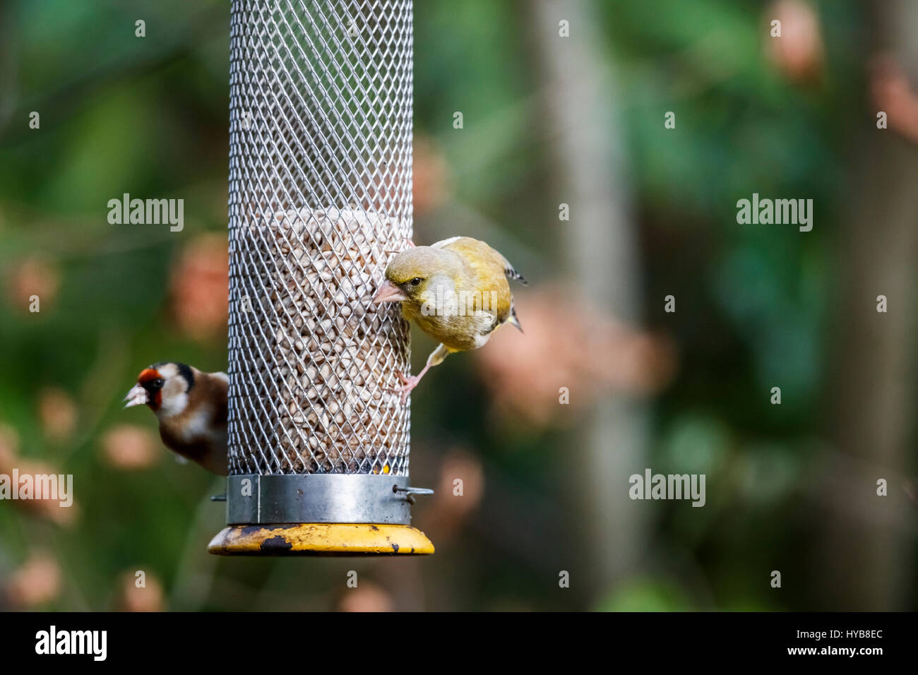 Zuchtjahr Chloris, europäischen Grünfink Essen Sonnenblume Herzen aus ein Futterhäuschen für Vögel im Garten in Südost-England, mit einem kleinen Stieglitz hinter Stockfoto