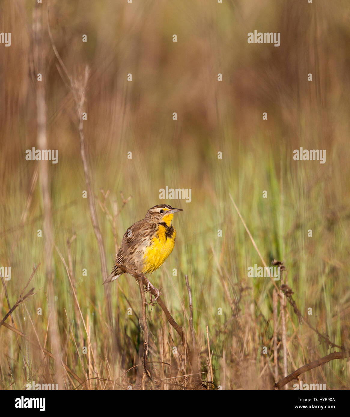 Westlichen Meadowlark Stockfoto
