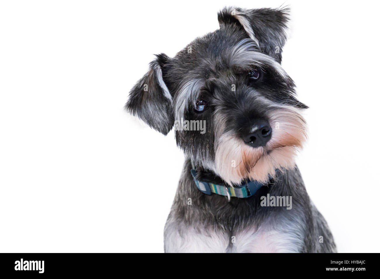 Dog Portrait Stockfoto