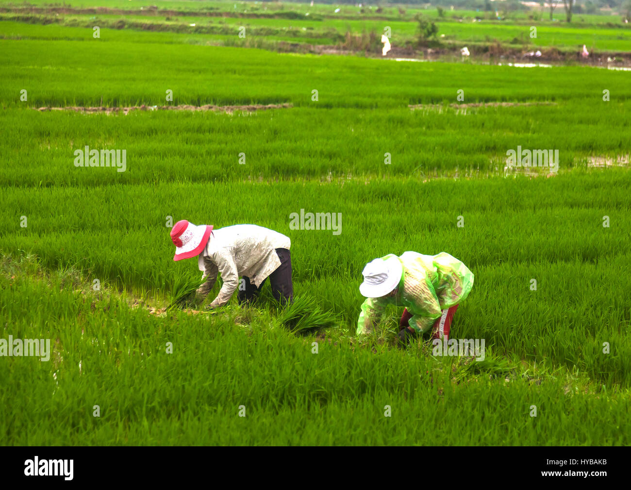 Reis Handernte in der Nähe von Hoi an ein Stockfoto