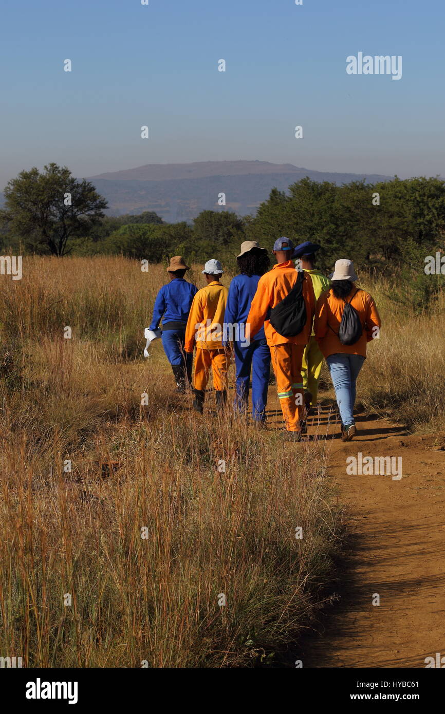 Schwarze Arbeiter in orange und blaue Overalls Fuß zur Arbeit durch den südafrikanischen Busch-Hochformat Stockfoto