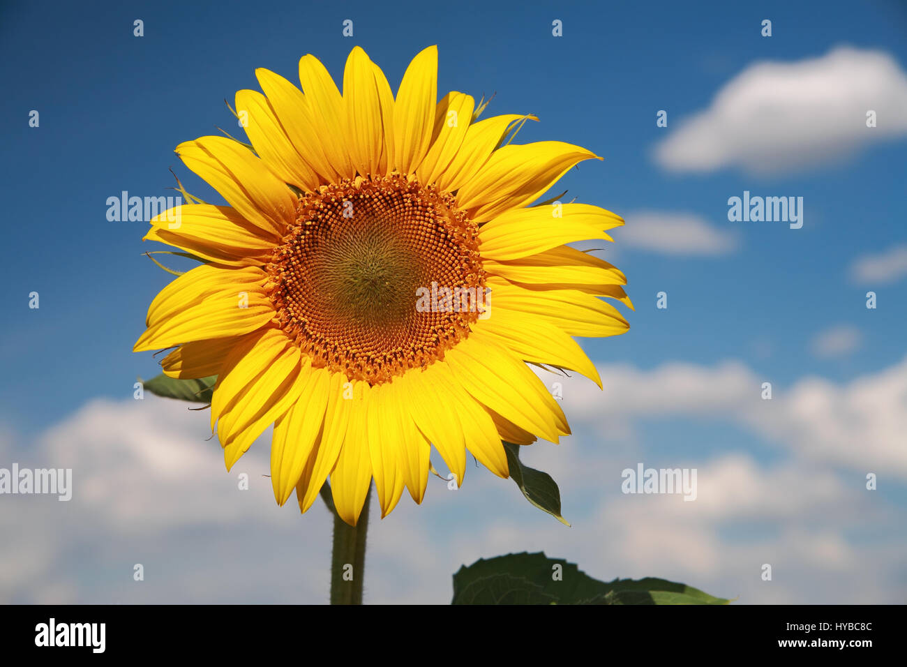 Sonnenblume gegen den blauen Himmel, Nahaufnahme Stockfoto