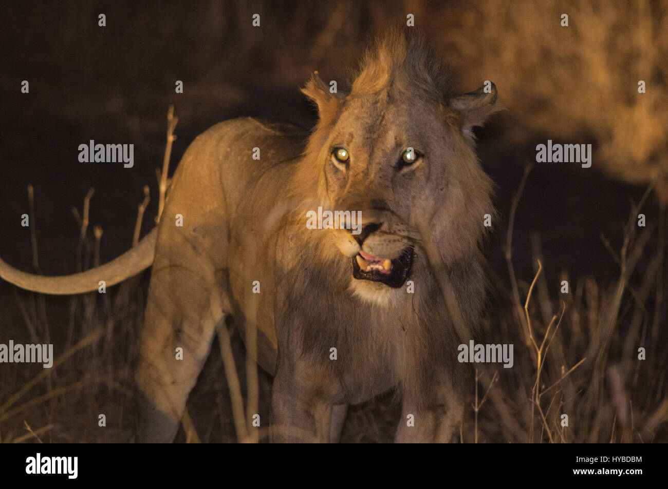 Junger Löwe während einer Nachtsafari im South Luangwa National Park. Das Bild entstand kurz nach dem Töten eines Büffels. Stockfoto