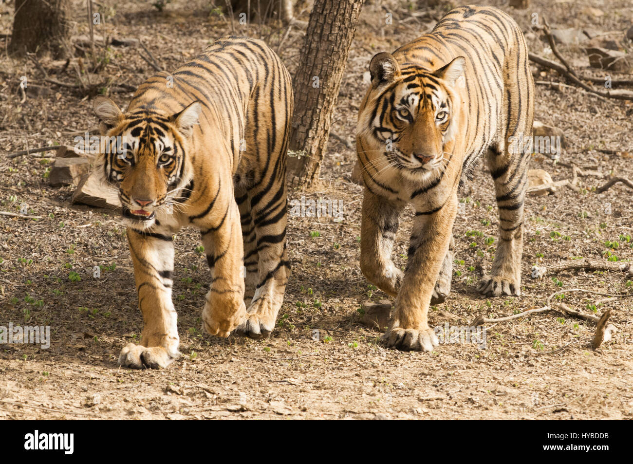 Zwei Bengal Tiger in Ranthambore Nationalpark. Das Bild wurde auf Weg Nr. 3 am Mittag aufgenommen. Stockfoto