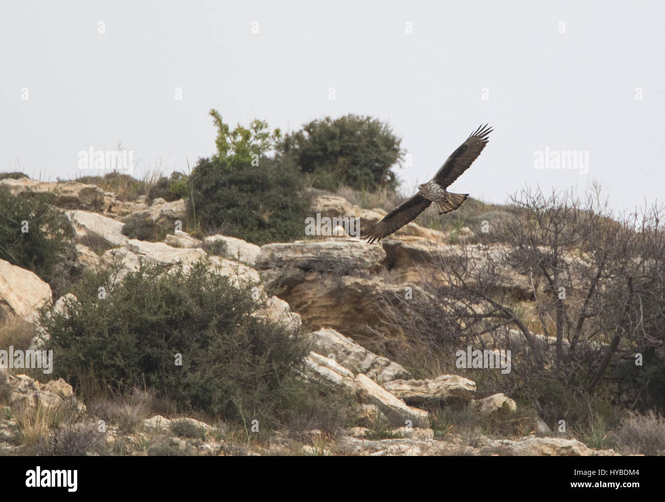 Erwachsenen Bonellis Adler Aquila Fascista Jagd bei Finikas Zypern Stockfoto