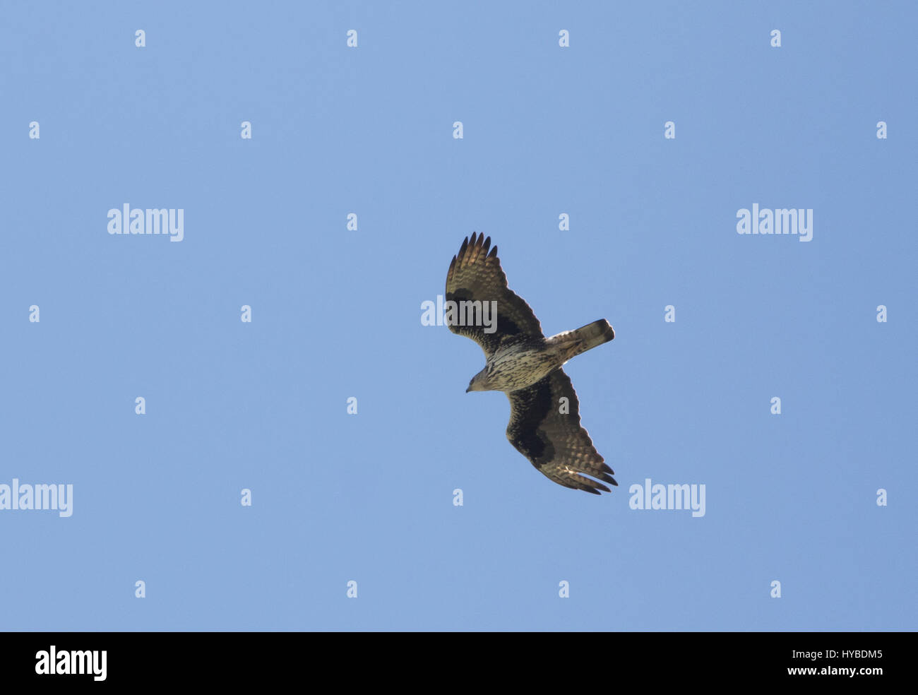 Erwachsenen Bonellis Adler Aquila Fascista Jagd bei Finikas Zypern Stockfoto