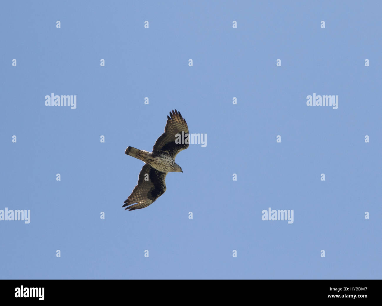 Erwachsenen Bonellis Adler Aquila Fascista Jagd bei Finikas Zypern Stockfoto
