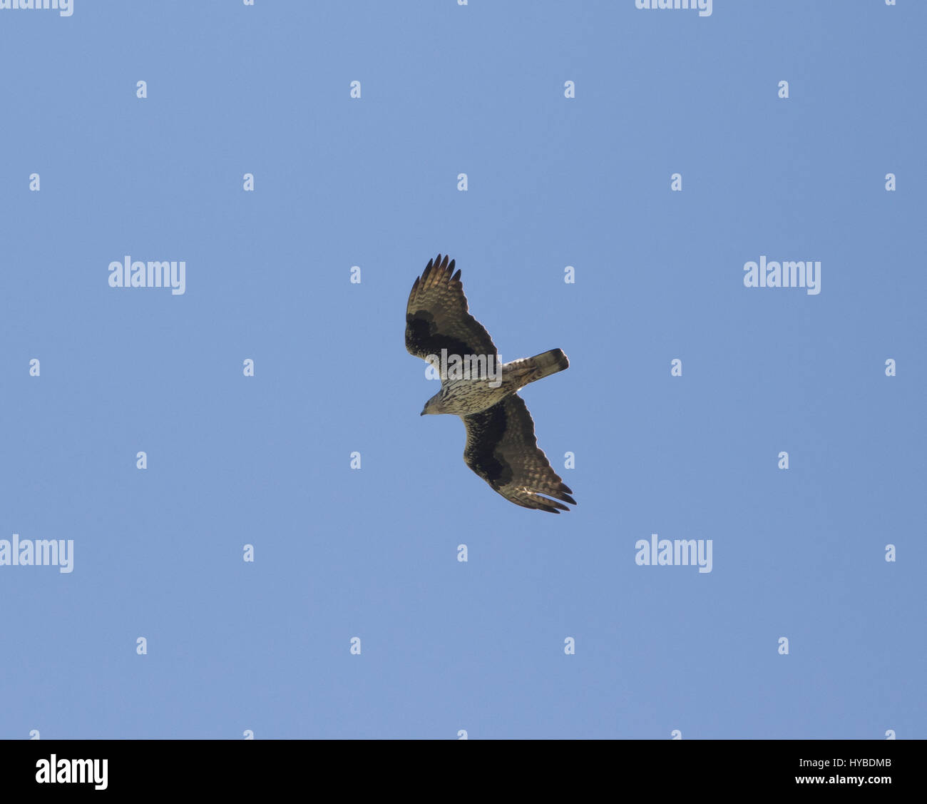 Erwachsenen Bonellis Adler Aquila Fascista Jagd bei Finikas Zypern Stockfoto