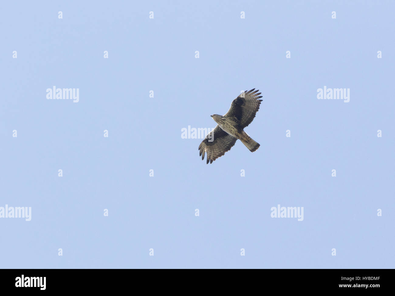 Erwachsenen Bonellis Adler Aquila Fascista Jagd bei Finikas Zypern Stockfoto