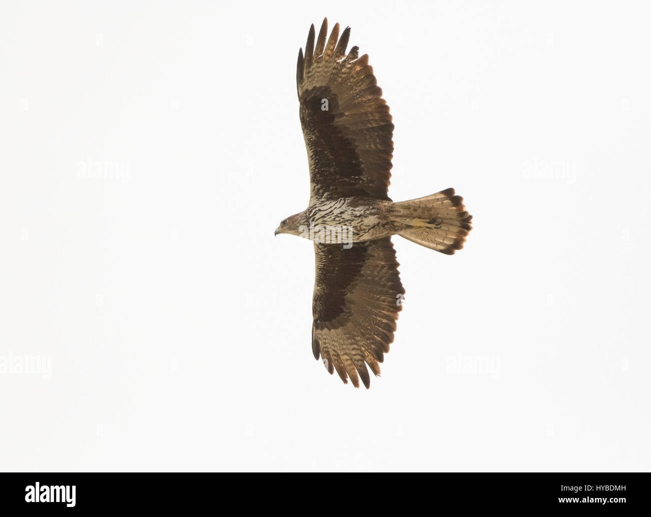 Erwachsenen Bonellis Adler Aquila Fascista Jagd bei Finikas Zypern Stockfoto