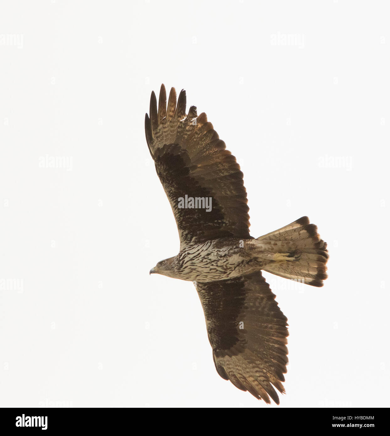 Erwachsenen Bonellis Adler Aquila Fascista Jagd bei Finikas Zypern Stockfoto