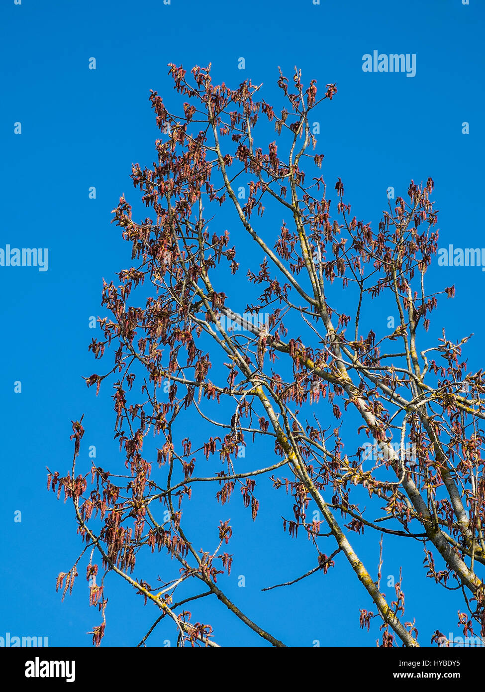 Blühende Zweige auf Esche (Fraxinus Excelsior) Stockfoto