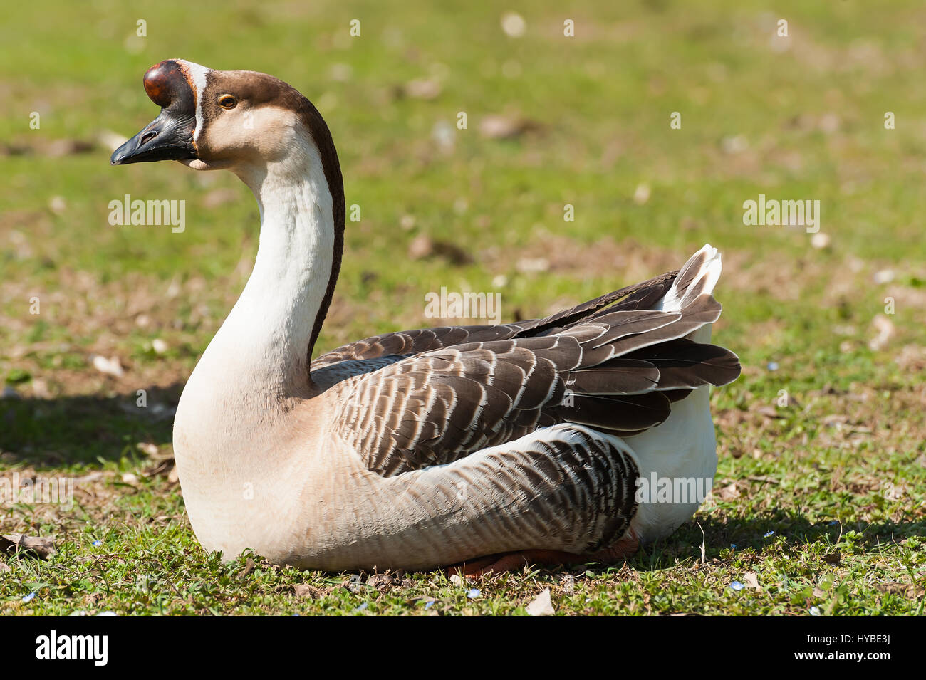 Schwan Gans. Anser Cignoides. Chinesische Gans. Fettleber. Foie Rasen Stockfoto