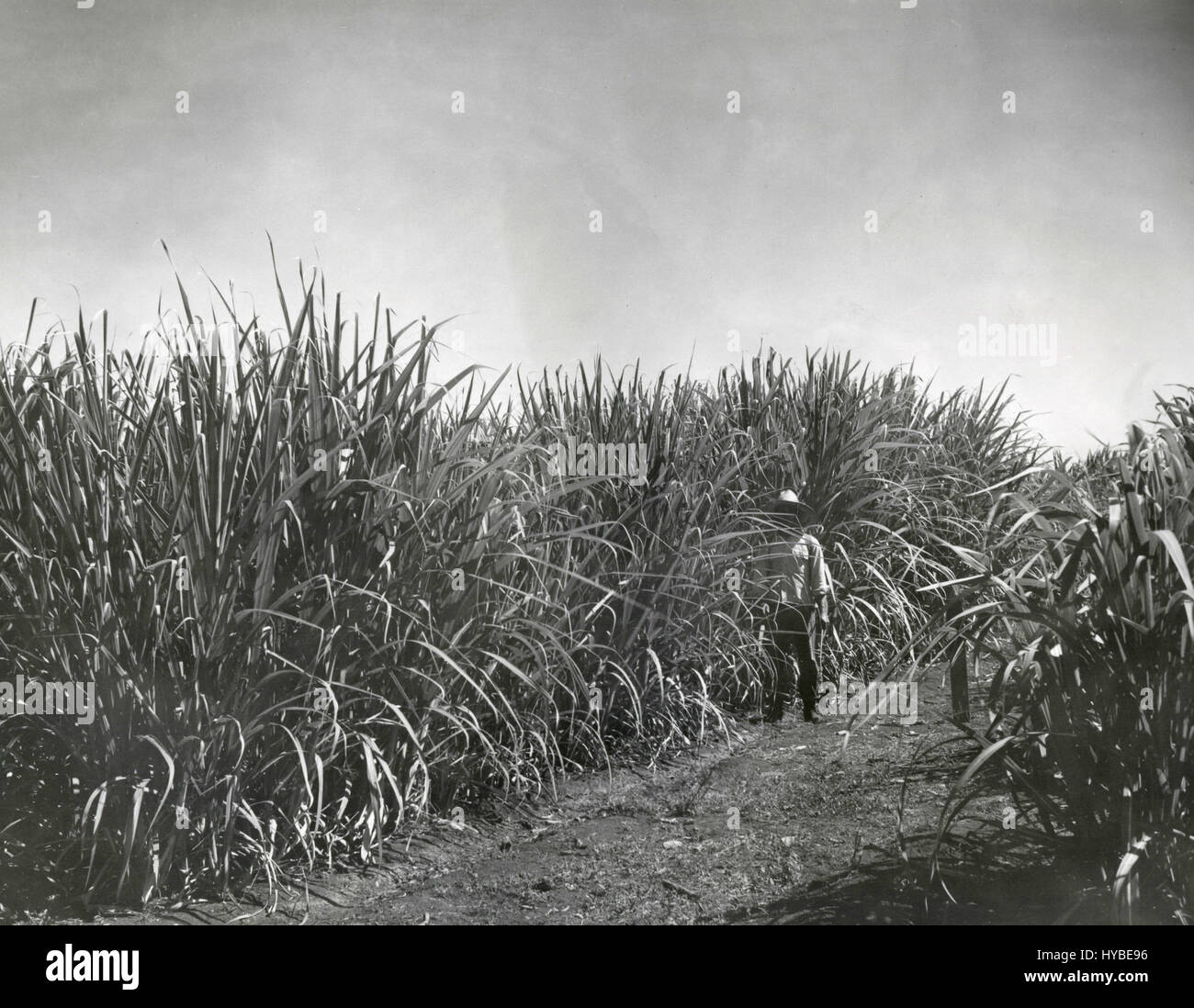 Zuckerrohr PR980 Anbau an die landwirtschaftliche Experiment-Station, Puerto Rico Stockfoto