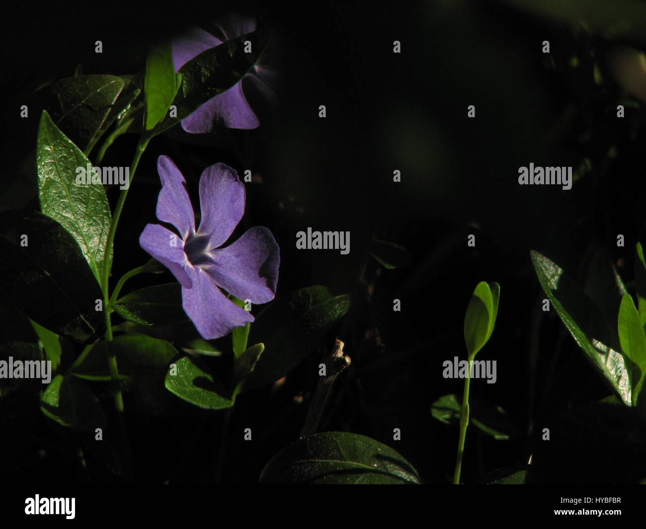 Blumen Stockfoto