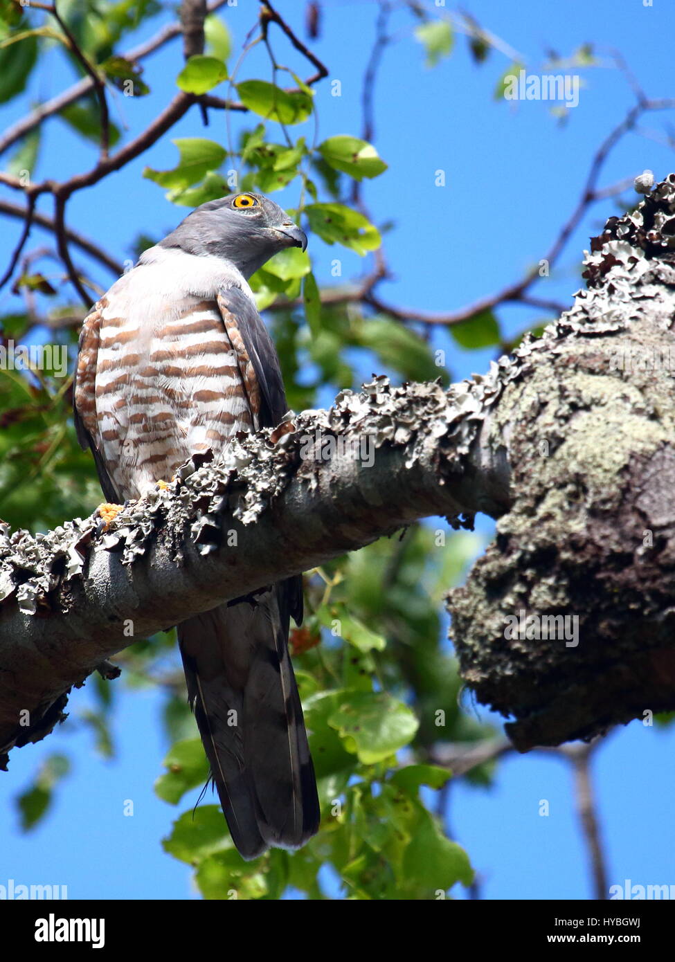 Afrikanischer Kuckuck Falke Aviceda Cuculoides, Sambia, Süd-Zentral-Afrika Stockfoto