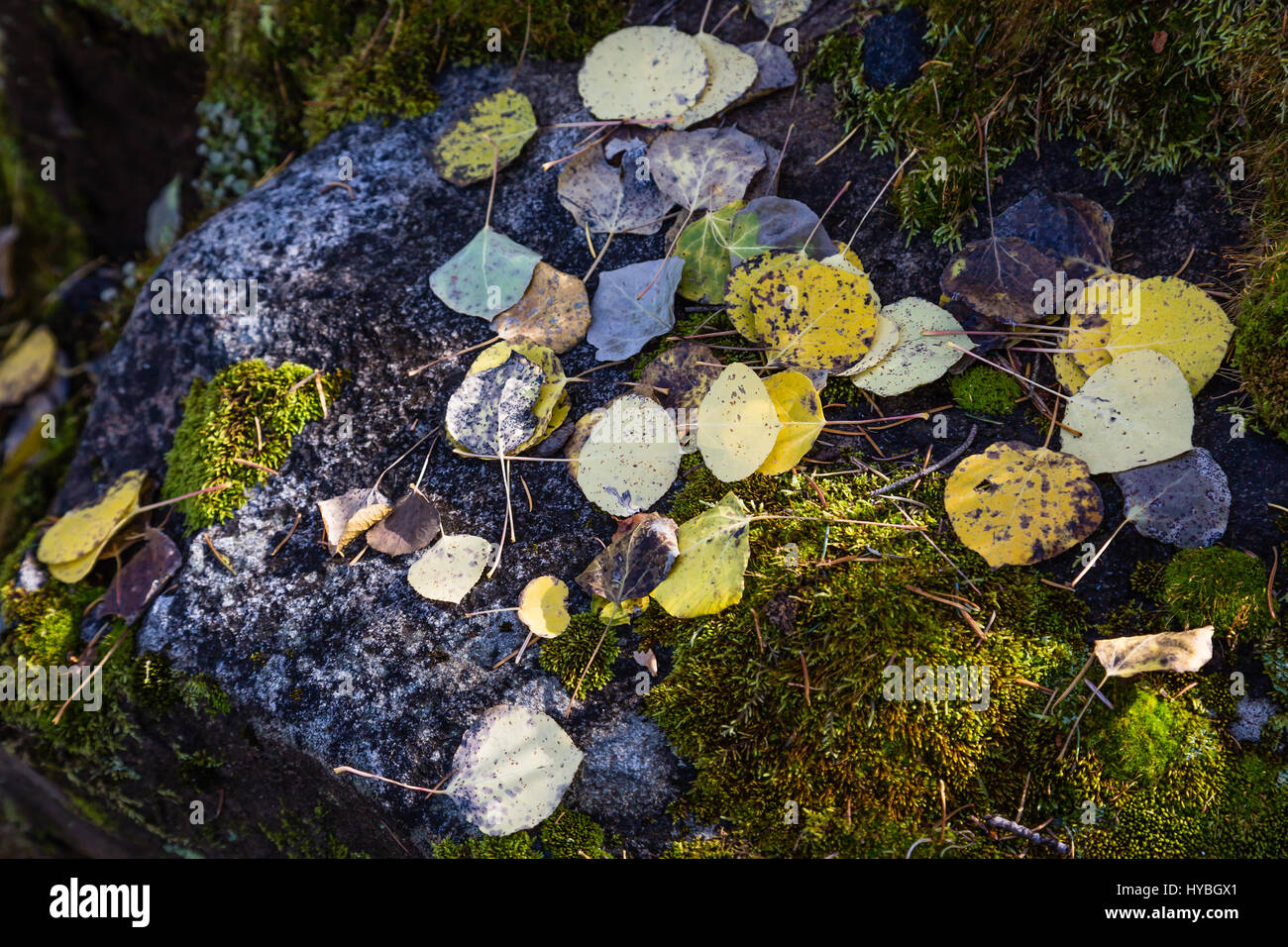 Gefleckte Licht schafft eine bunte Herbst Szene auf dem Forrest-Boden. Stockfoto Gefleckte Licht schafft eine bunte Herbst Szene auf dem Forrest-Boden. Stockfoto