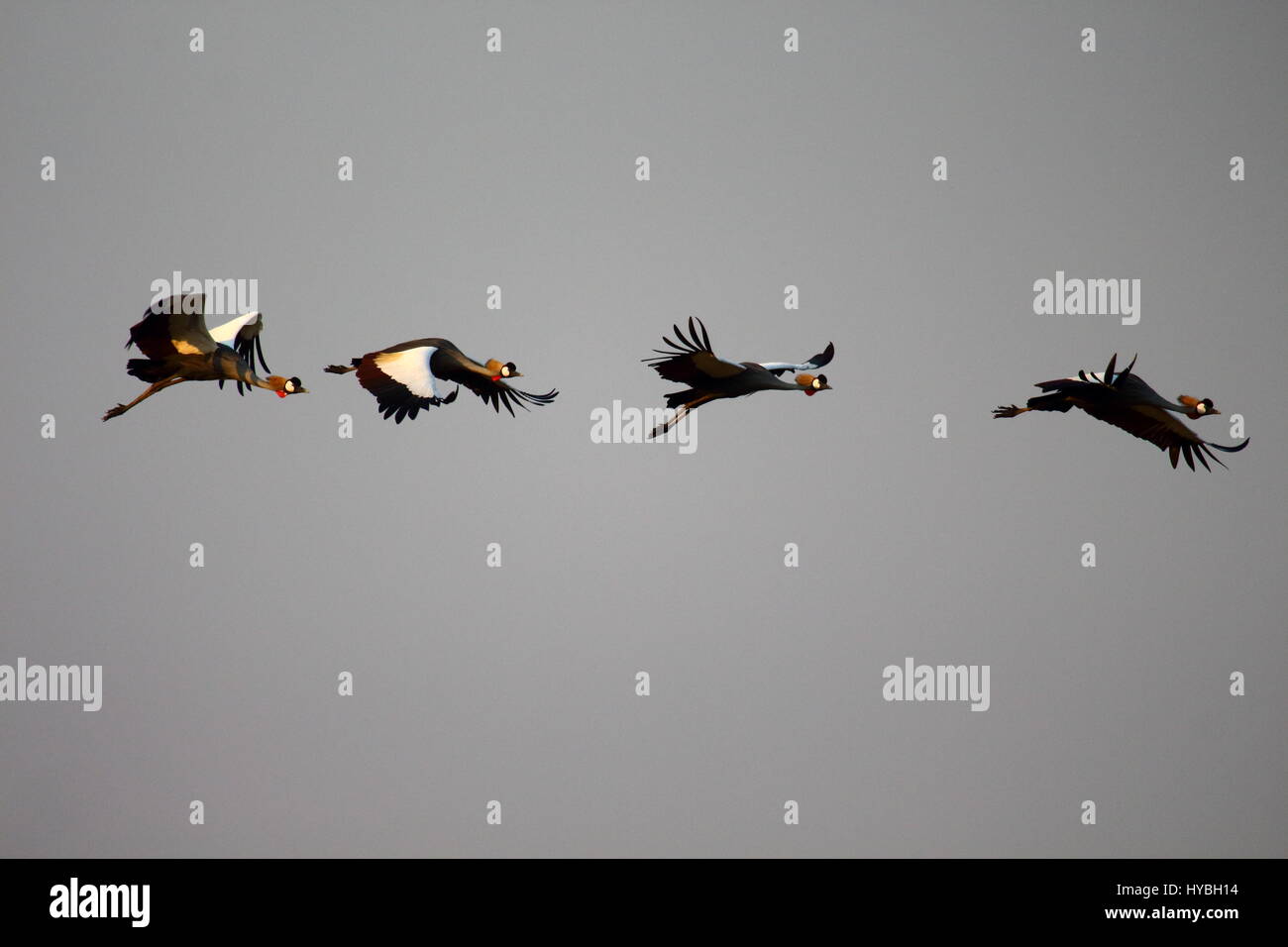 Gekrönte Kräne South Luangwa-Nationalpark, Sambia, Afrika Stockfoto