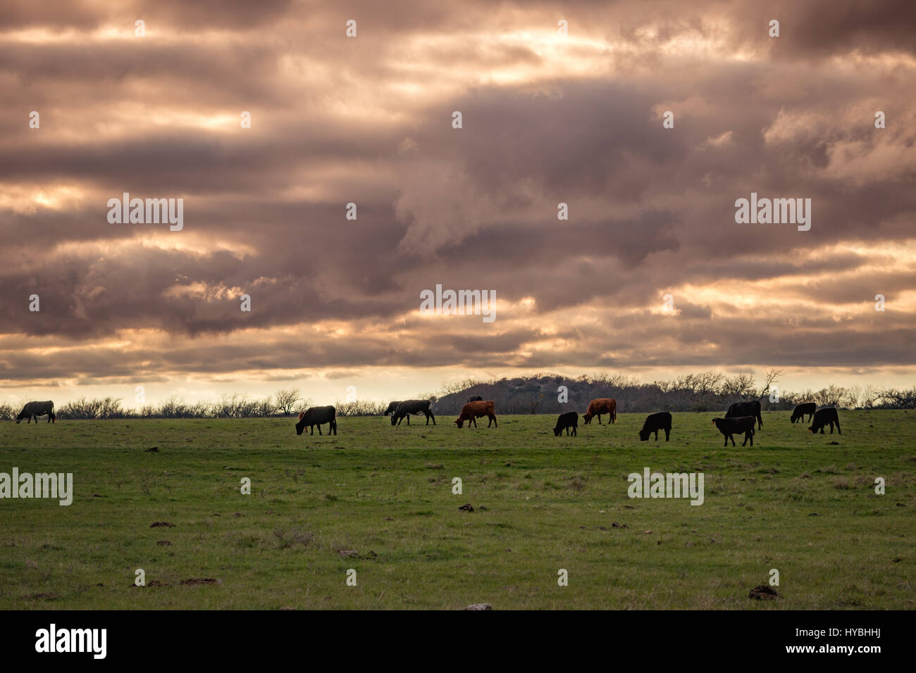 Weidende Kühe unter beängstigend Wolken Stockfoto