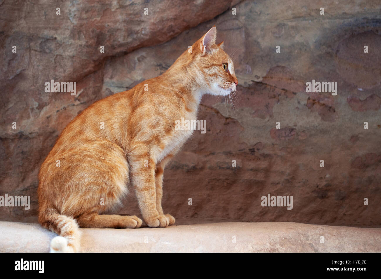 Jordanien: eine Katze auf den roten Felsen gesehen Wandern im Canyon des Siq, Welle, dem Haupteingang zum archäologischen nabatäische Stadt Petra Stockfoto