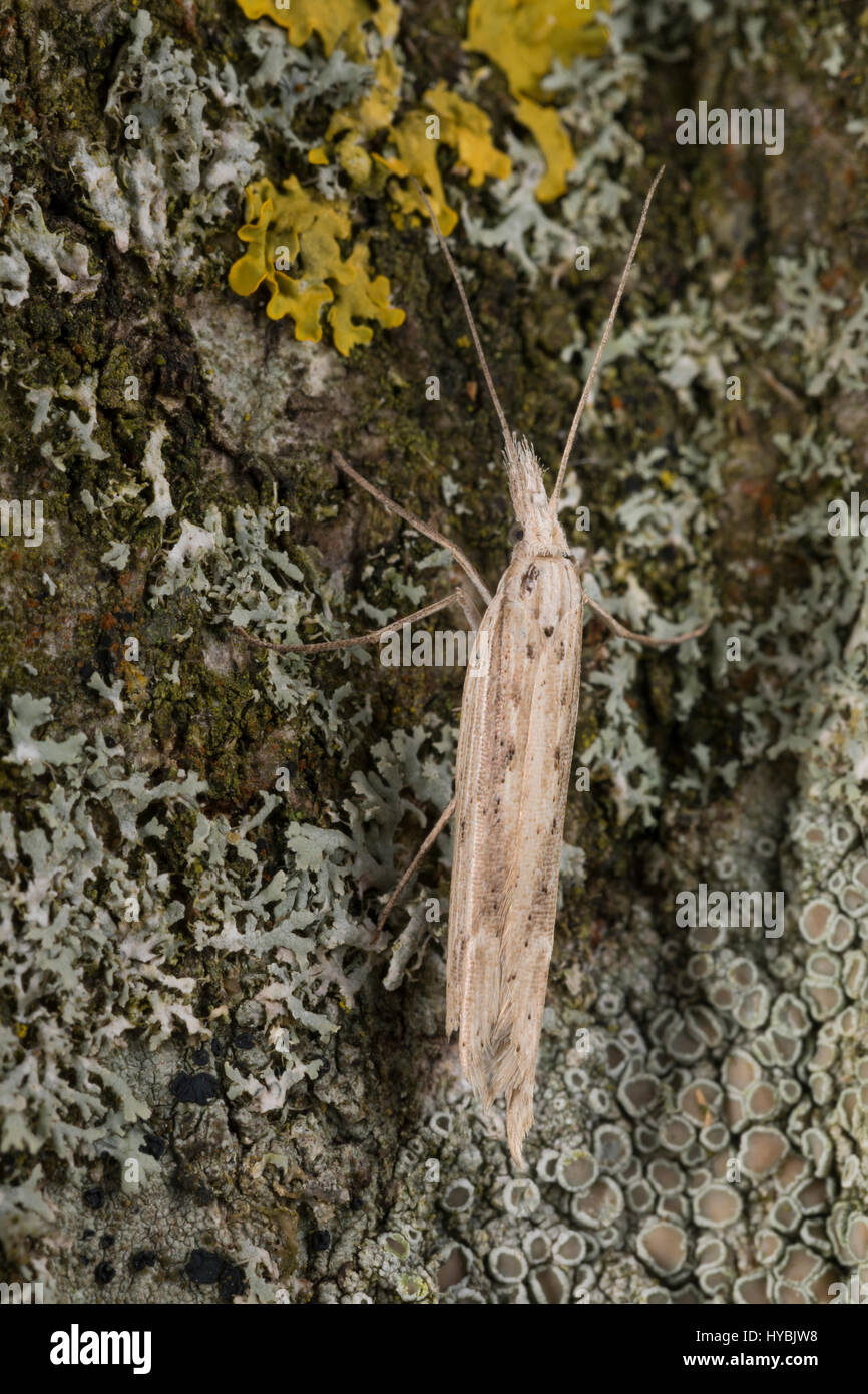Ypsolopha Mucronella, Ypsolopha Caudella, Spindel zu verwischen, Ypsolophidae, Yponomeutoid Motten, Sicklewinged Motten Stockfoto