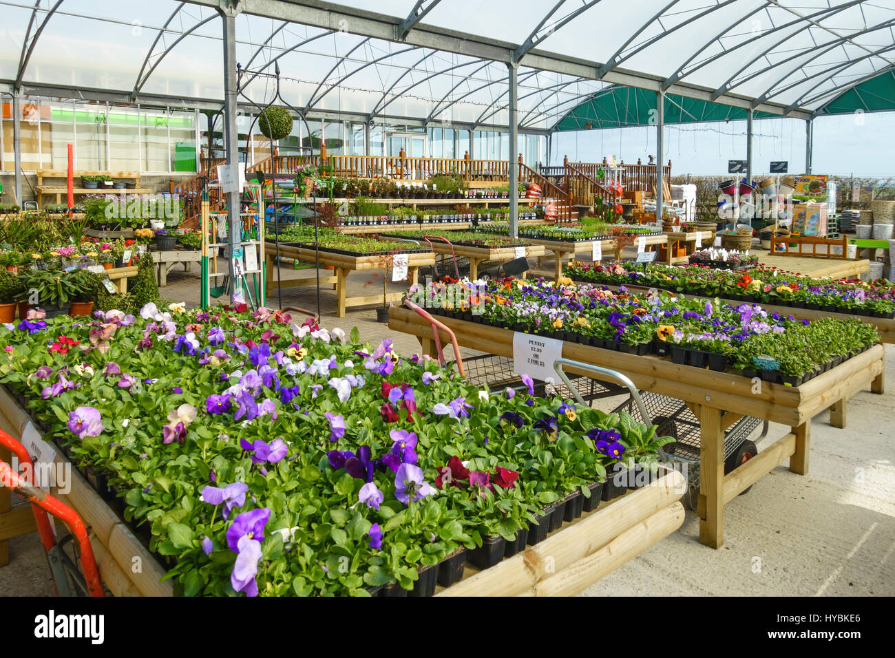 Gartencenter Anzeige von Beetpflanzen zum Verkauf für den Frühling Pflanzen Etikett mit Preisen Stockfoto