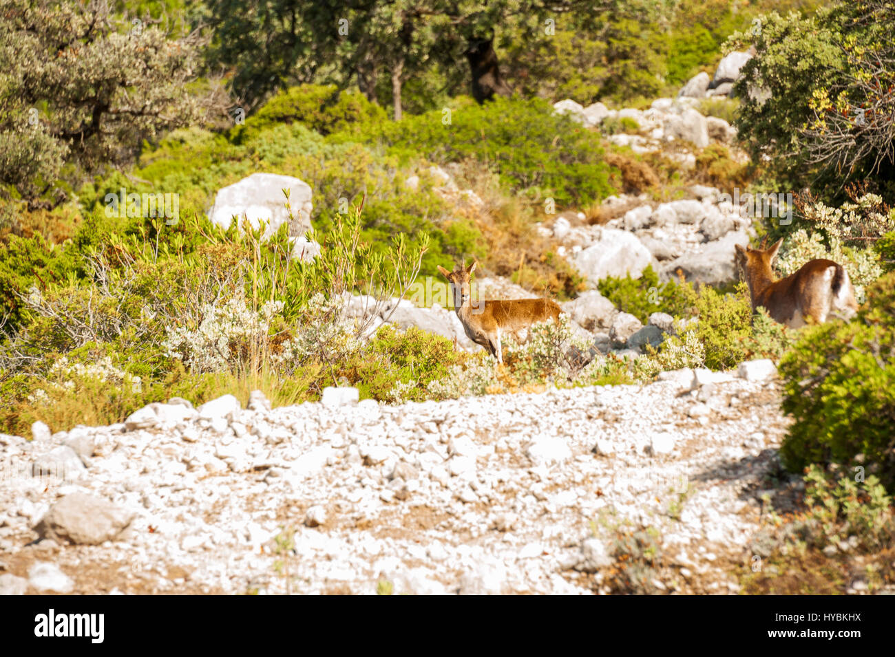 Spanische Ibex, Capra Pyrenaica, in der Ribera de Gaidovar Berge des Naturparks Sierra de Grazalema; Andalusien, Spanien Stockfoto