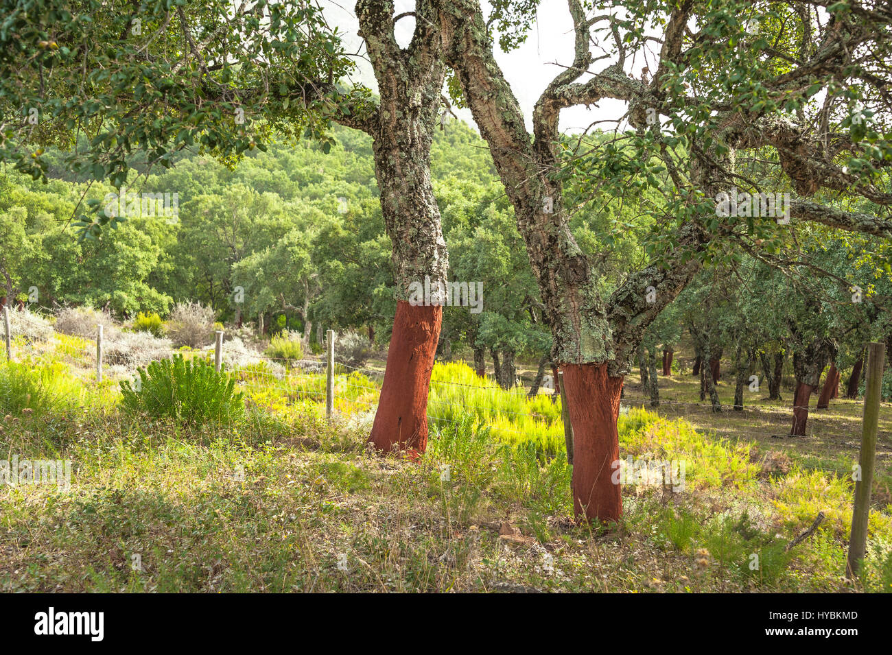Kork-Eiche mit geschälte Rinde, Quercus Suber, Korkeichenwälder der Sierra de Grazalema, Andalusien, Spanien Stockfoto