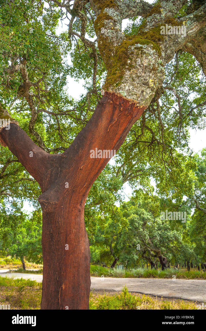 Kork-Eiche mit geschälte Rinde, Quercus Suber, Korkeichenwälder der Sierra de Grazalema, Andalusien, Spanien Stockfoto