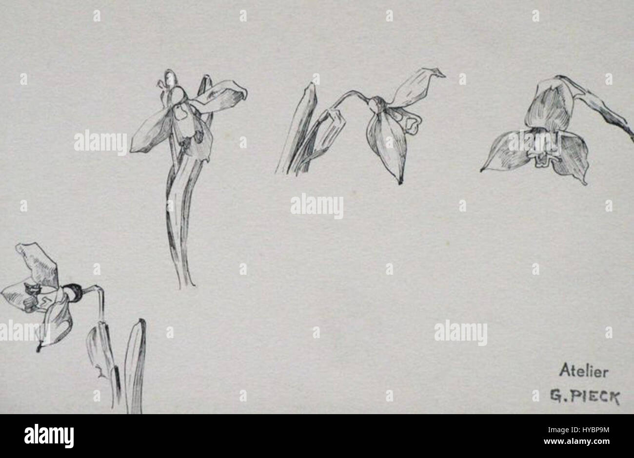 Gretha Piecks *Pentekening van sneeuwklokjes* (Zeichnung von Schneeglöckchen) ist eine botanische Illustration, die die zarte Form und Schönheit der Schneeglöckchen einfängt. Piecks Werk ist bekannt für ihre detaillierten botanischen Studien und hebt die komplizierten Entwürfe der Natur hervor. Stockfoto
