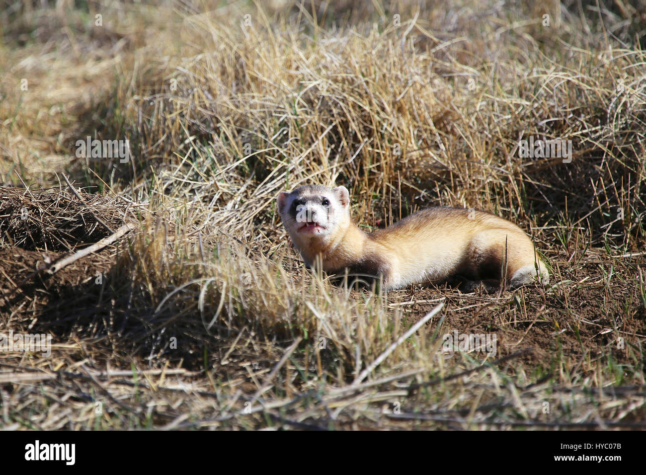 Black footed Ferret in freier Wildbahn Stockfoto