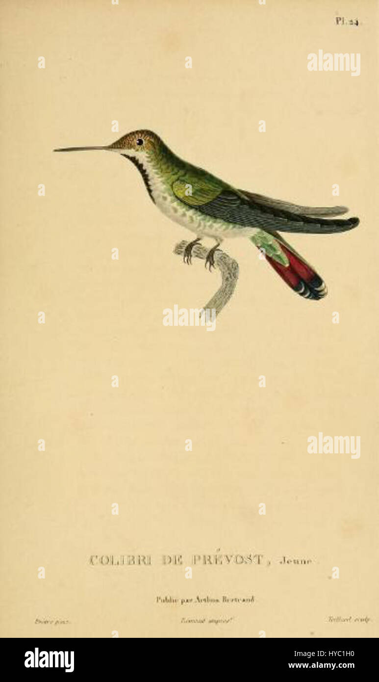 Anthracothorax prevostii, auch bekannt als Trochilus Prevostii oder Le Colibri de Prévost, eine Kolibriart, in einer Illustration von 1832 von Jean-Gabriel Prêtre, einem französischen Künstler, gestochen von Taillard und gedruckt von Remond. Stockfoto